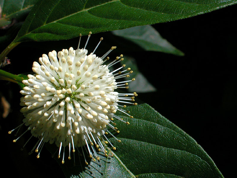 Cephalanthus occidentalis