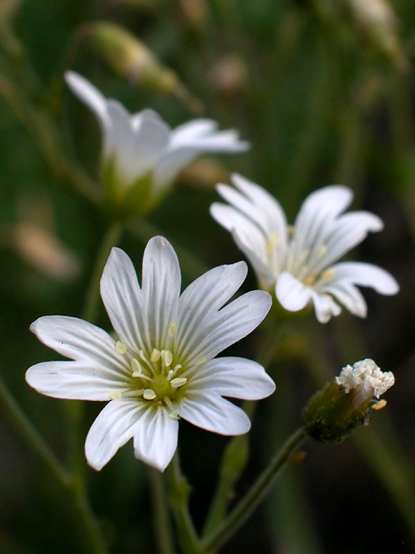 Cerastium velutinum var. velutinum