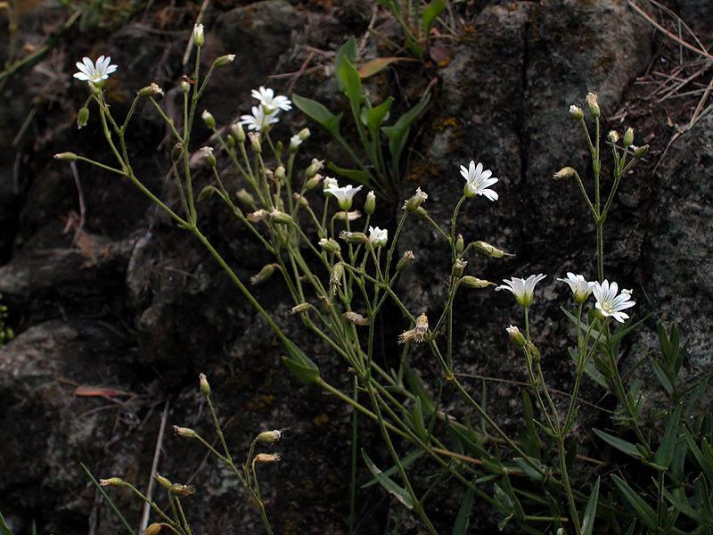 Serpentine Chickweed