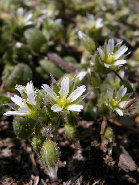 Cerastium semidecandrum