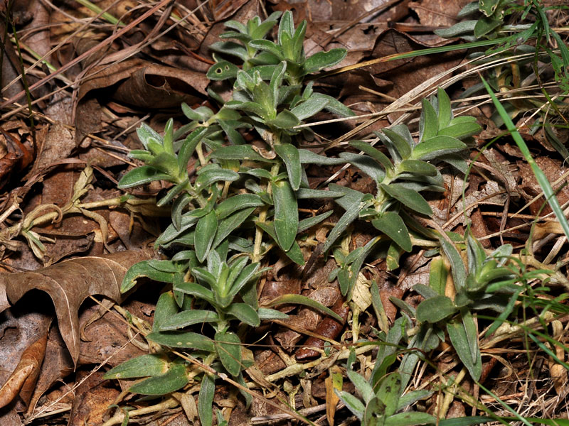 <i>Cerastium velutinum </i>var. <i>velutinum</i>