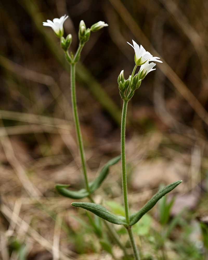 Serpentine Chickweed