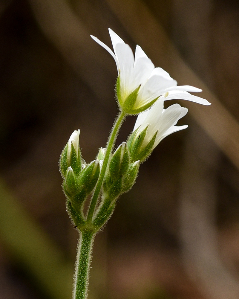 Cerastium velutinum var. velutinum