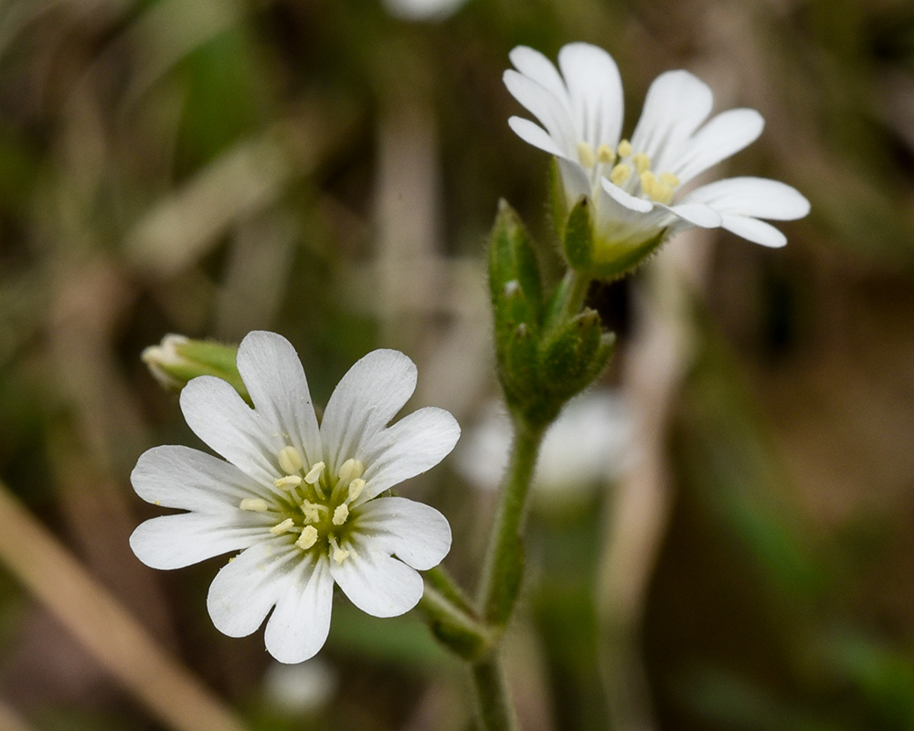 Serpentine Chickweed