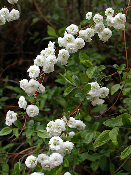 Bridal-wreath Spiraea