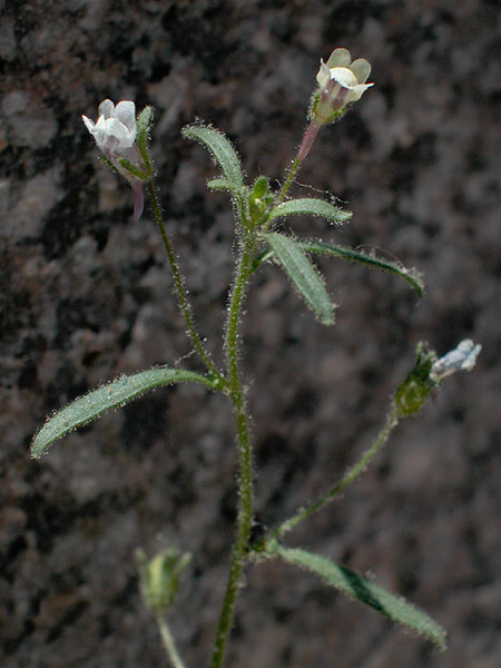 Chaenorhinum minus