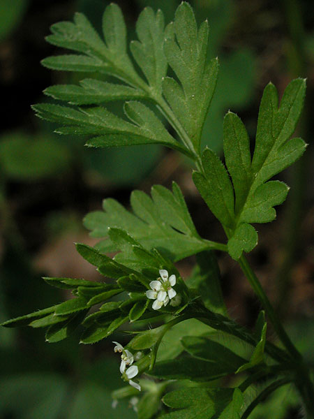 Spreading Chervil