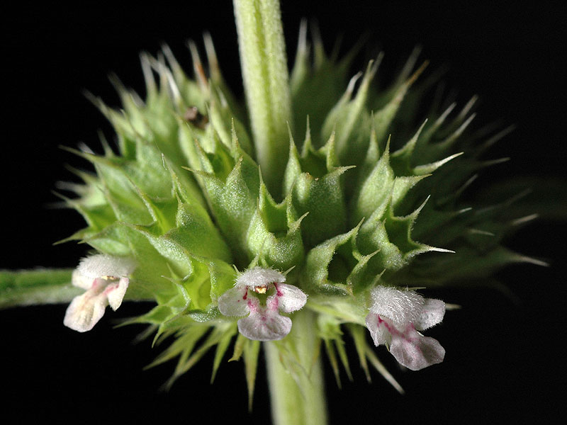 Horehound Mother-wort