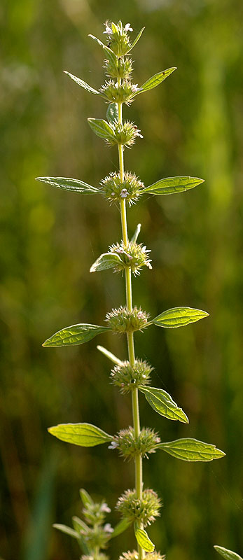 Chaiturus marrubiastrum