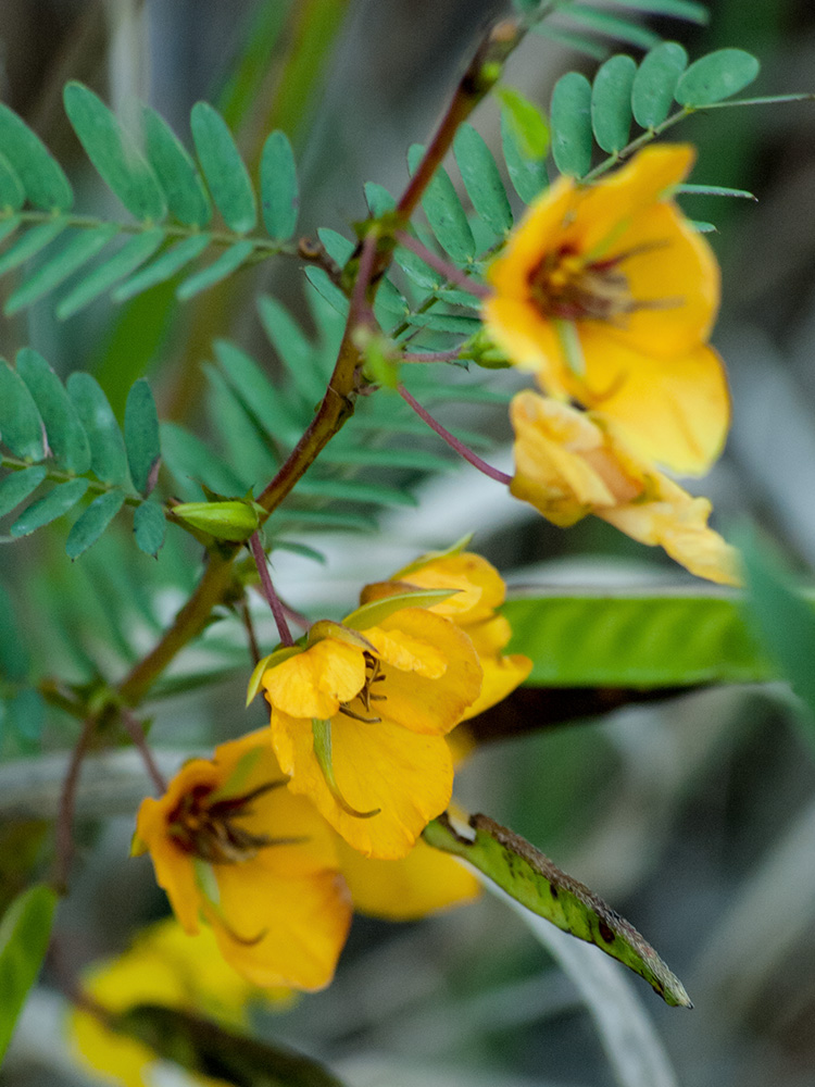 Chamaecrista; Partridgepea; Pea, Partridge; Pea, Sensitive