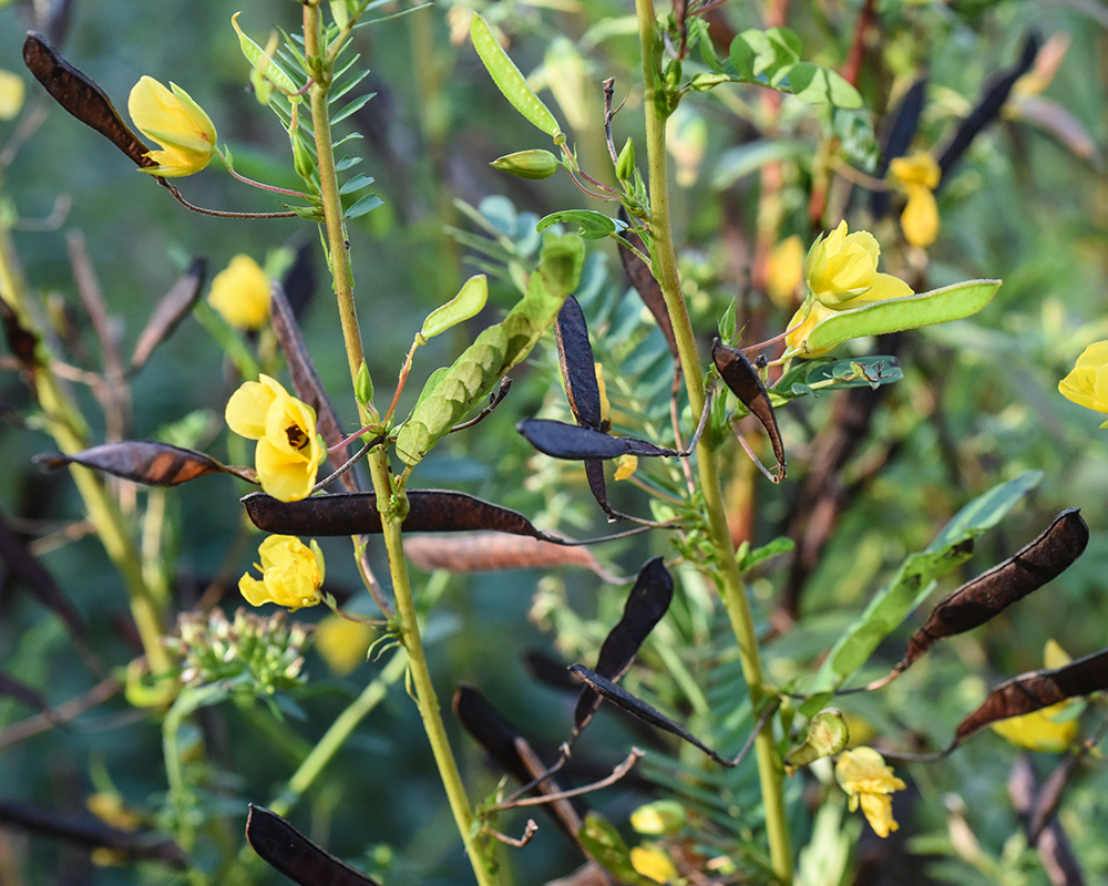 Chamaecrista fasciculata var. fasciculata