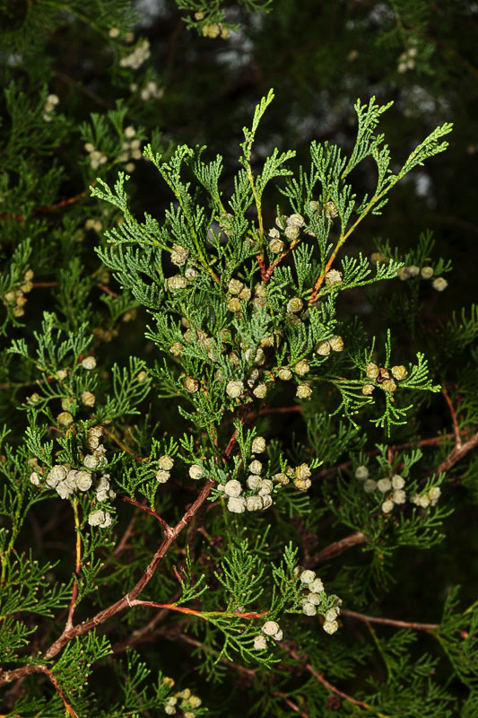 Chamaecyparis thyoides