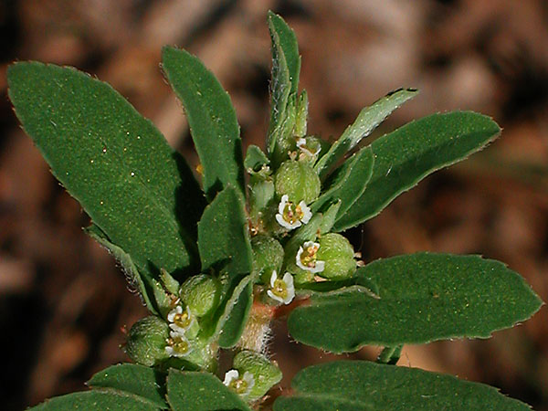Spotted Spurge