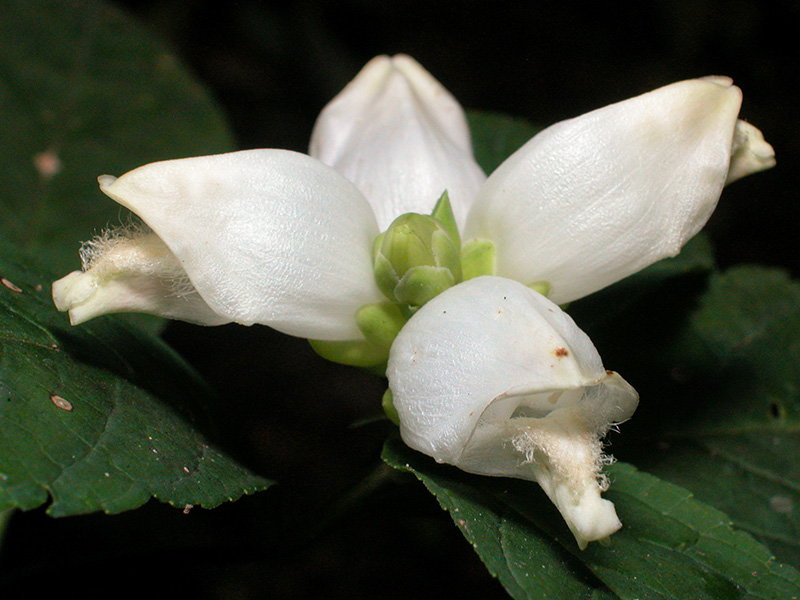 Chelone glabra