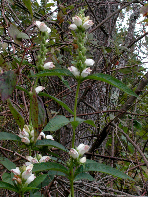 Chelone glabra