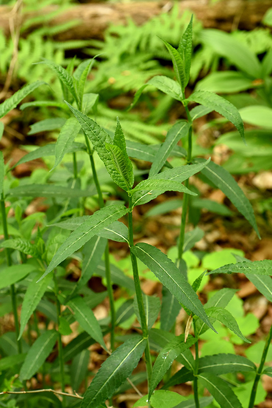 Chelone glabra