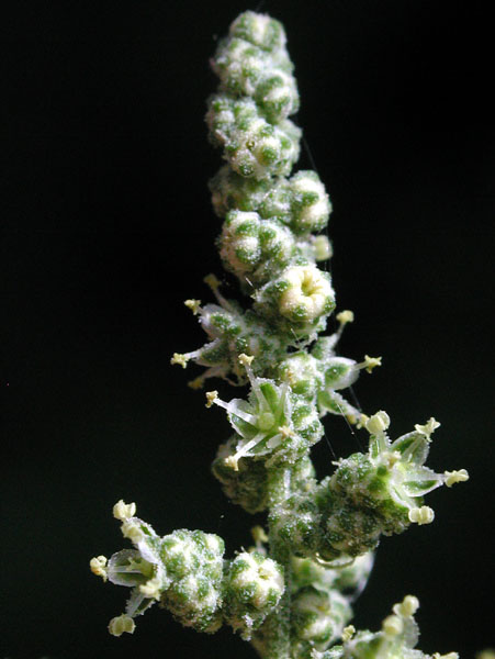 Chenopodium album