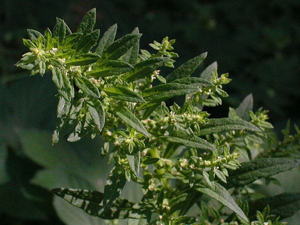 Wormseed Goosefoot