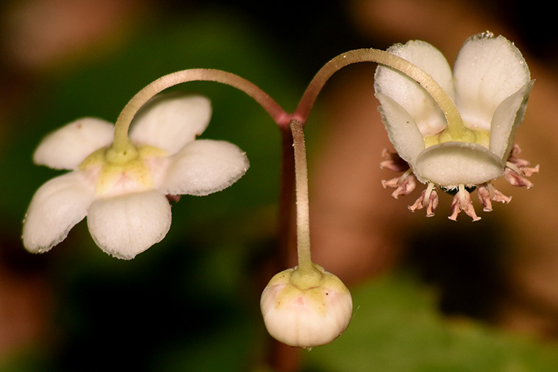 Chimaphila maculata