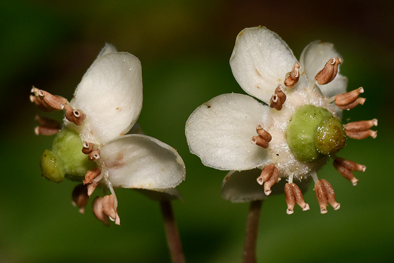 Spotted Wintergreen