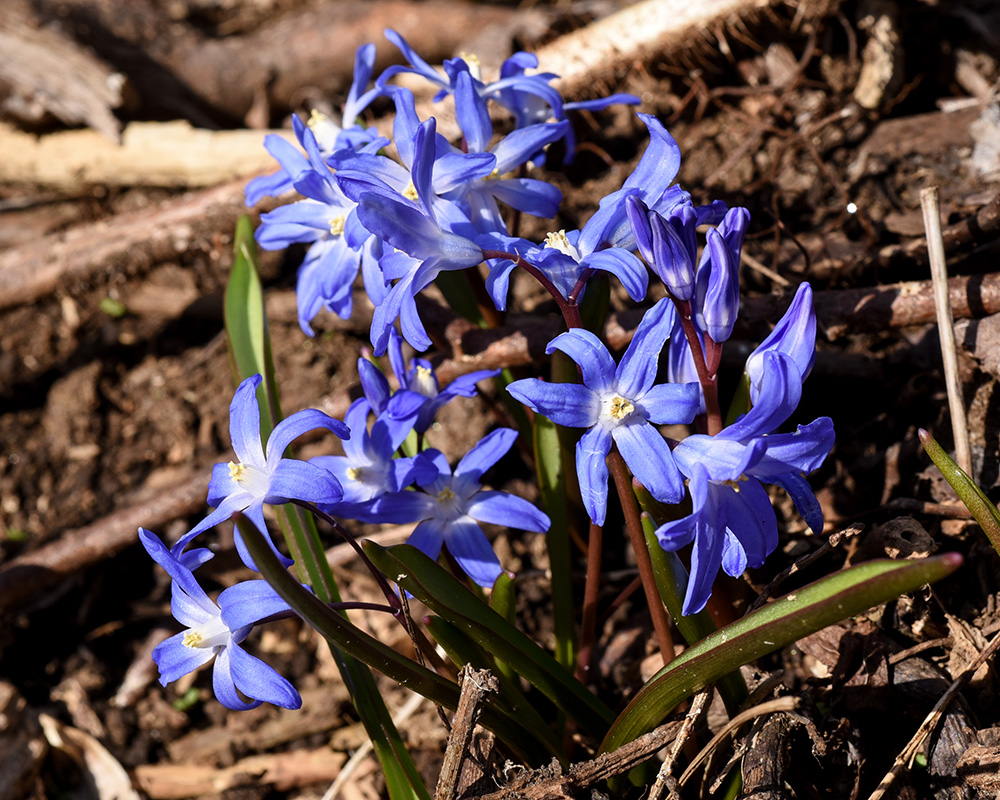 Chionodoxa sp.