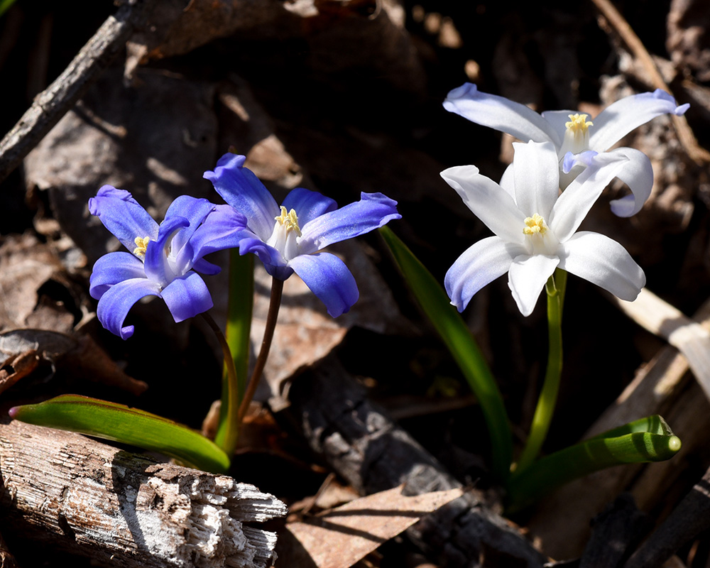 Chionodoxa sp.