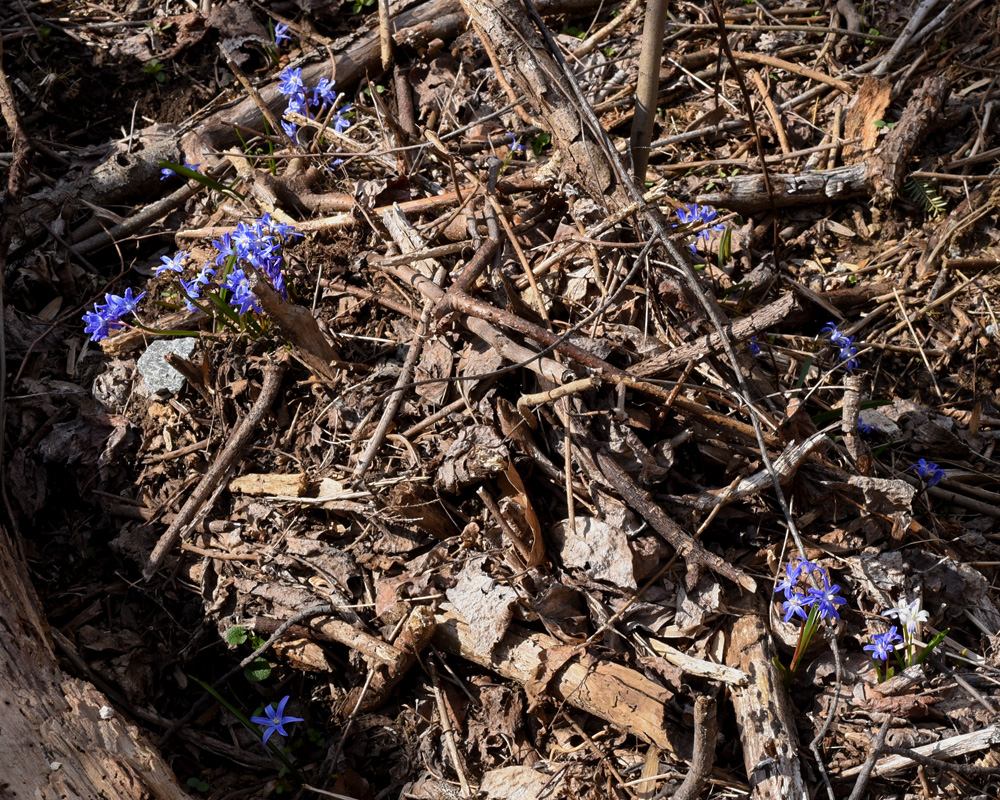 Chionodoxa sp.