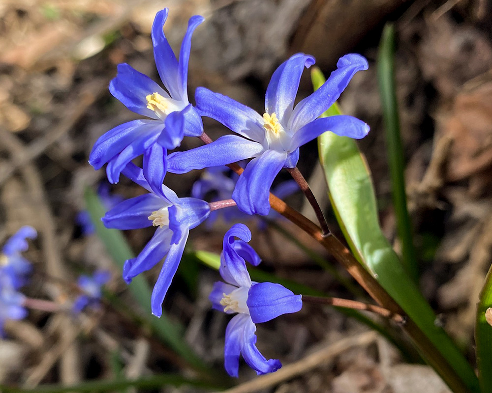 Chionodoxa sp.