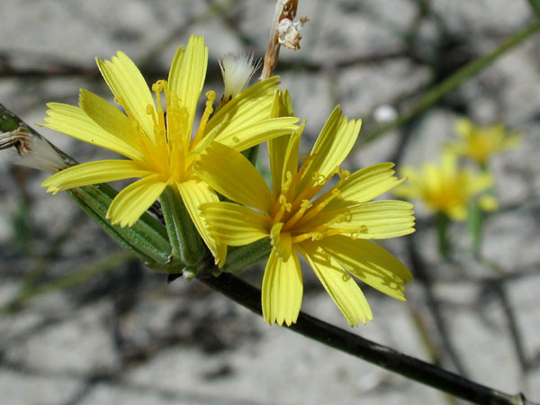 Chondrilla juncea