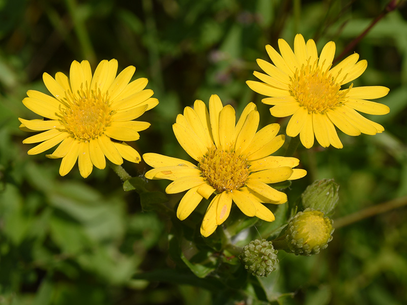 Maryland Golden Aster