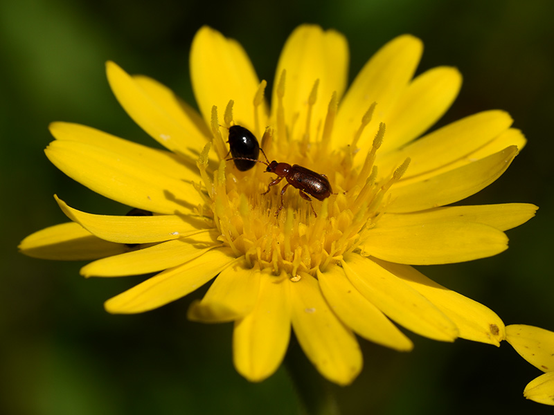 Maryland Golden Aster