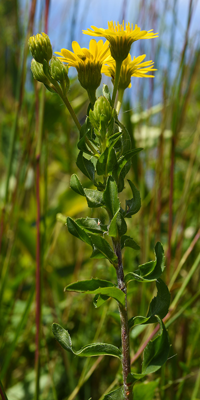 Chrysopsis mariana