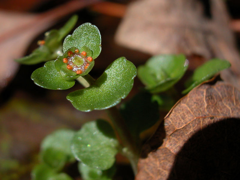 Chrysosplenium americanum