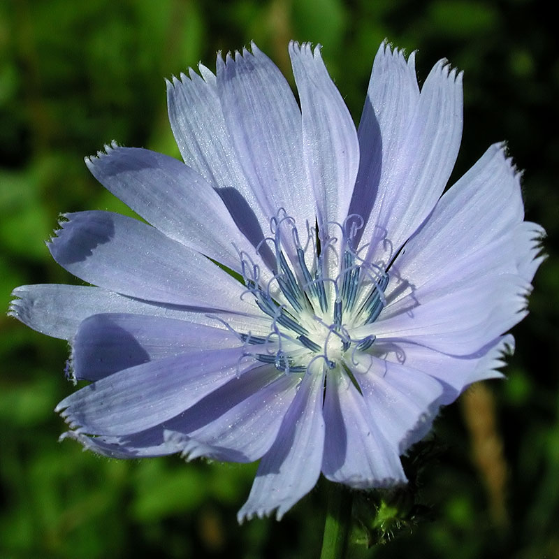 Cichorium intybus