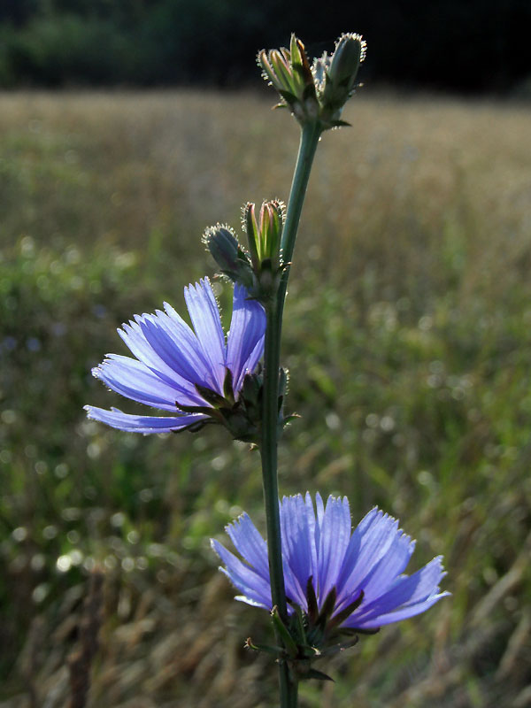 Cichorium intybus