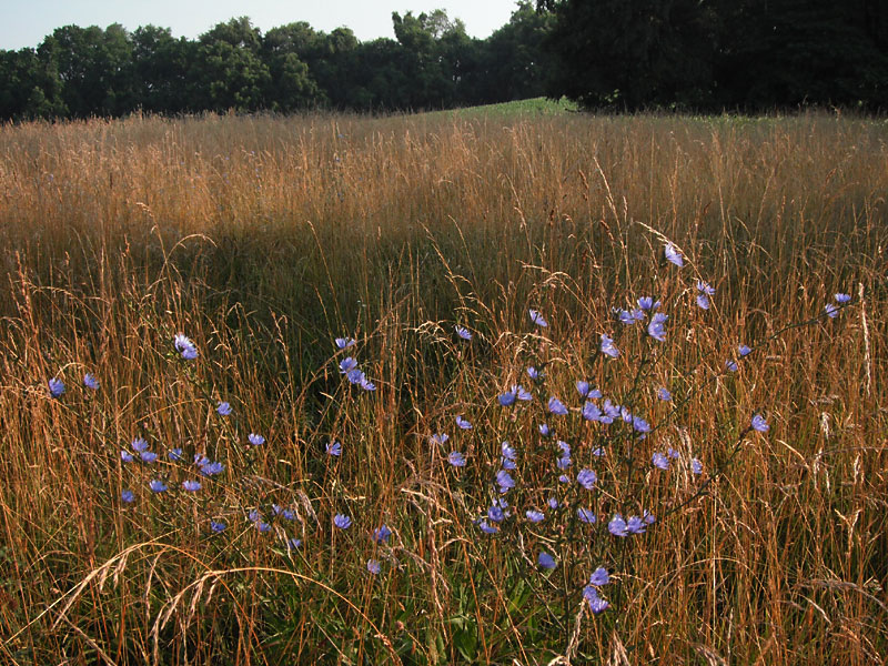 Cichorium intybus