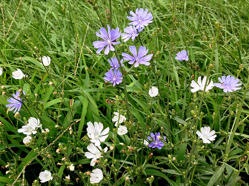 Cichorium intybus