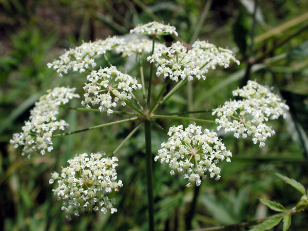 Spotted Water-hemlock