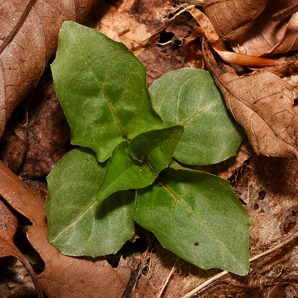 Southern Broadleaf Enchanter's Nightshade