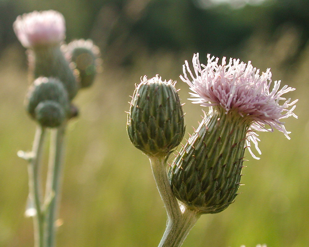 Canada Thistle