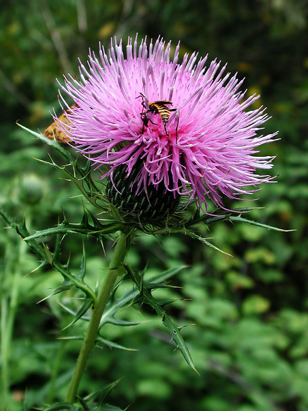 Field Thistle