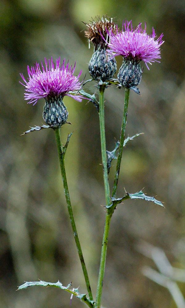 Cirsium muticum