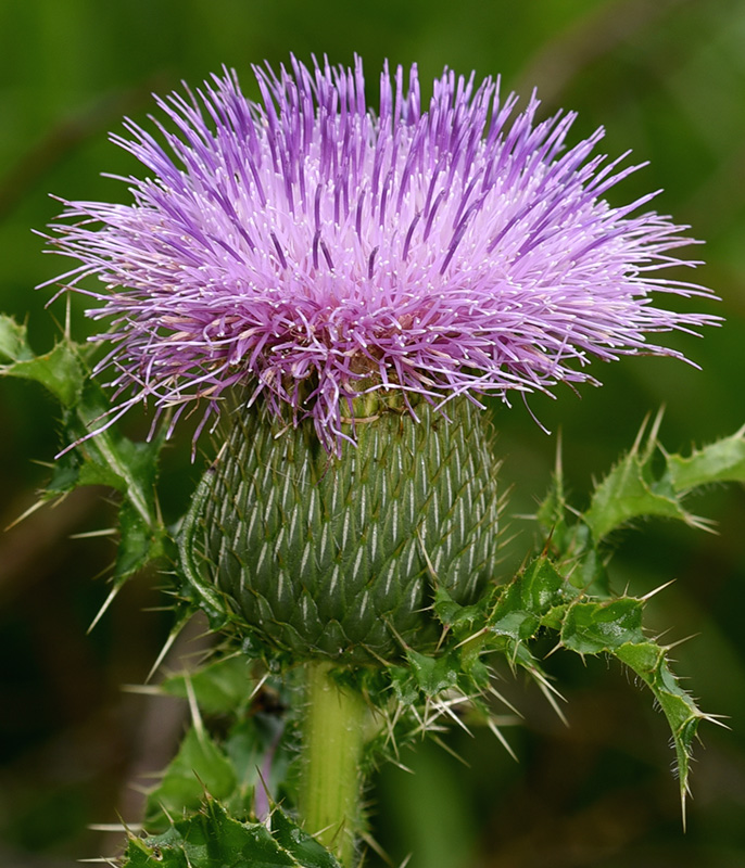 Cirsium pumilum