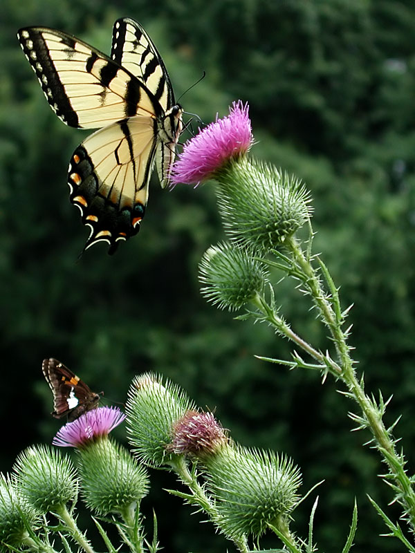 Cirsium vulgare