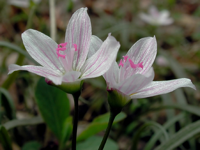 Claytonia virginica var. virginica