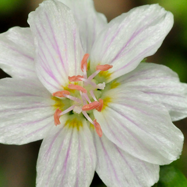 Claytonia virginica var. virginica