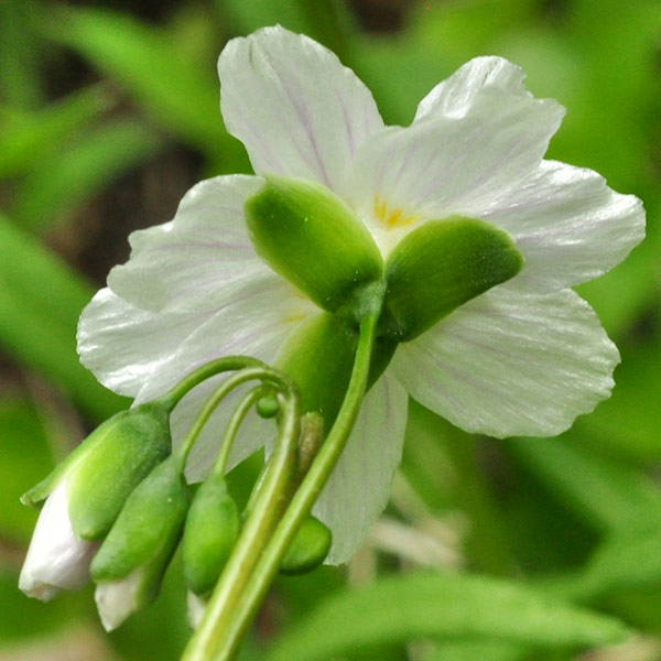 Claytonia virginica var. virginica