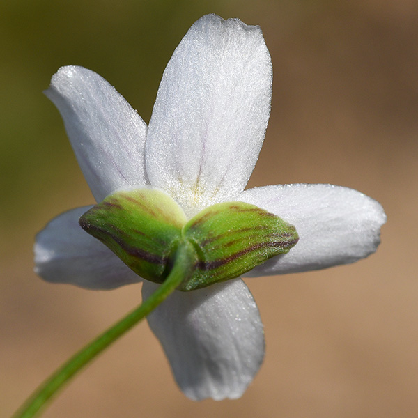 Claytonia virginica var. virginica