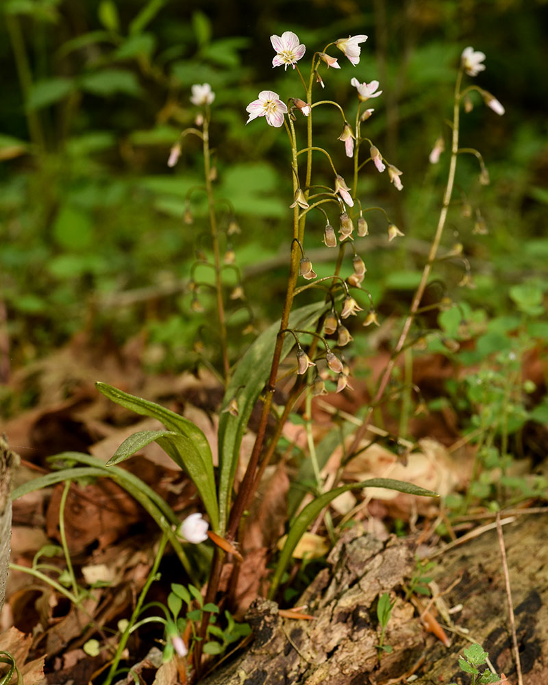 Claytonia virginica var. virginica