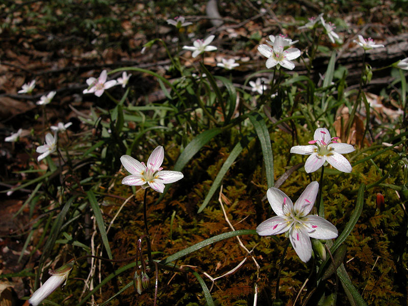 Claytonia virginica var. virginica